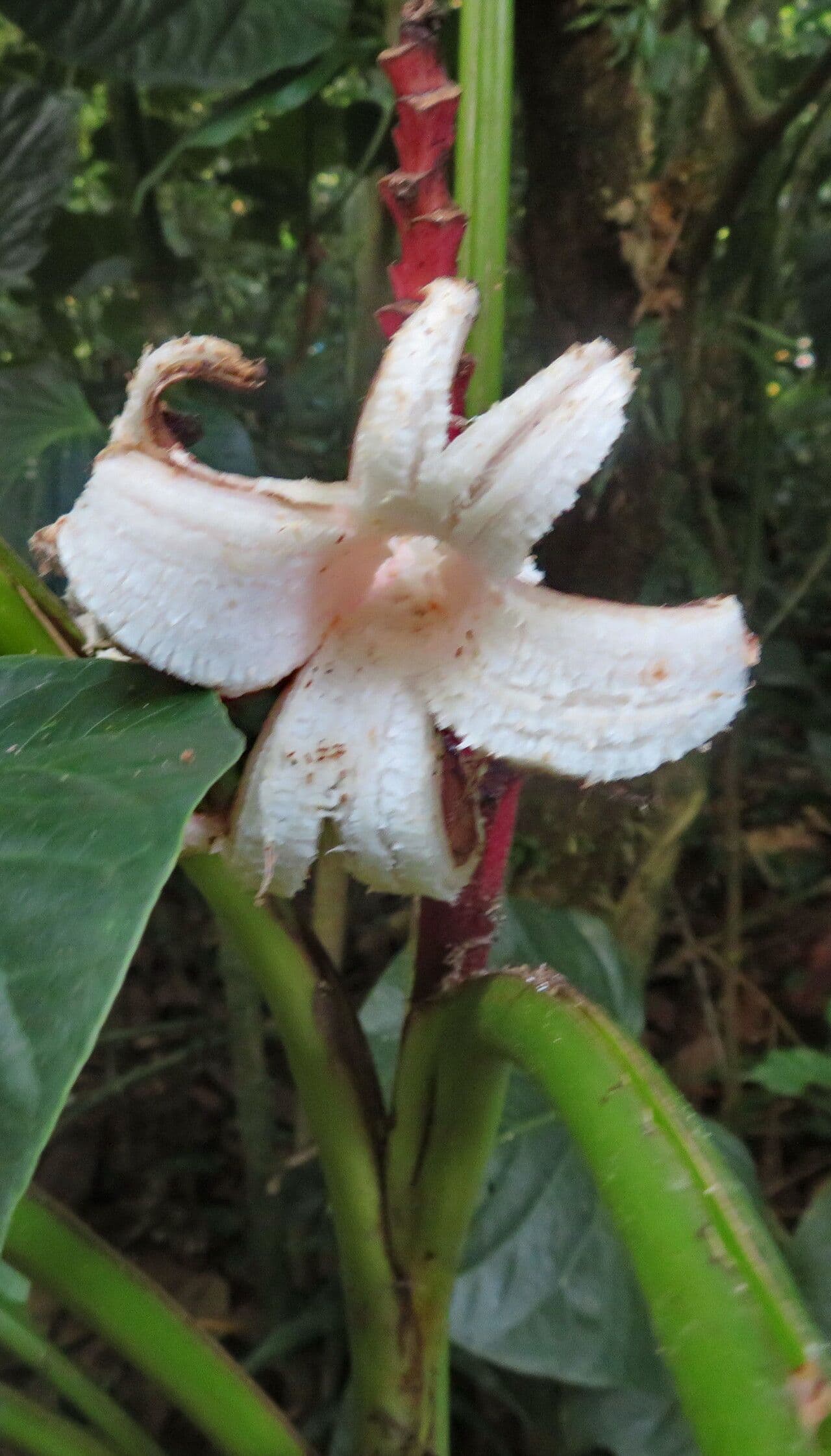 Musa velutina