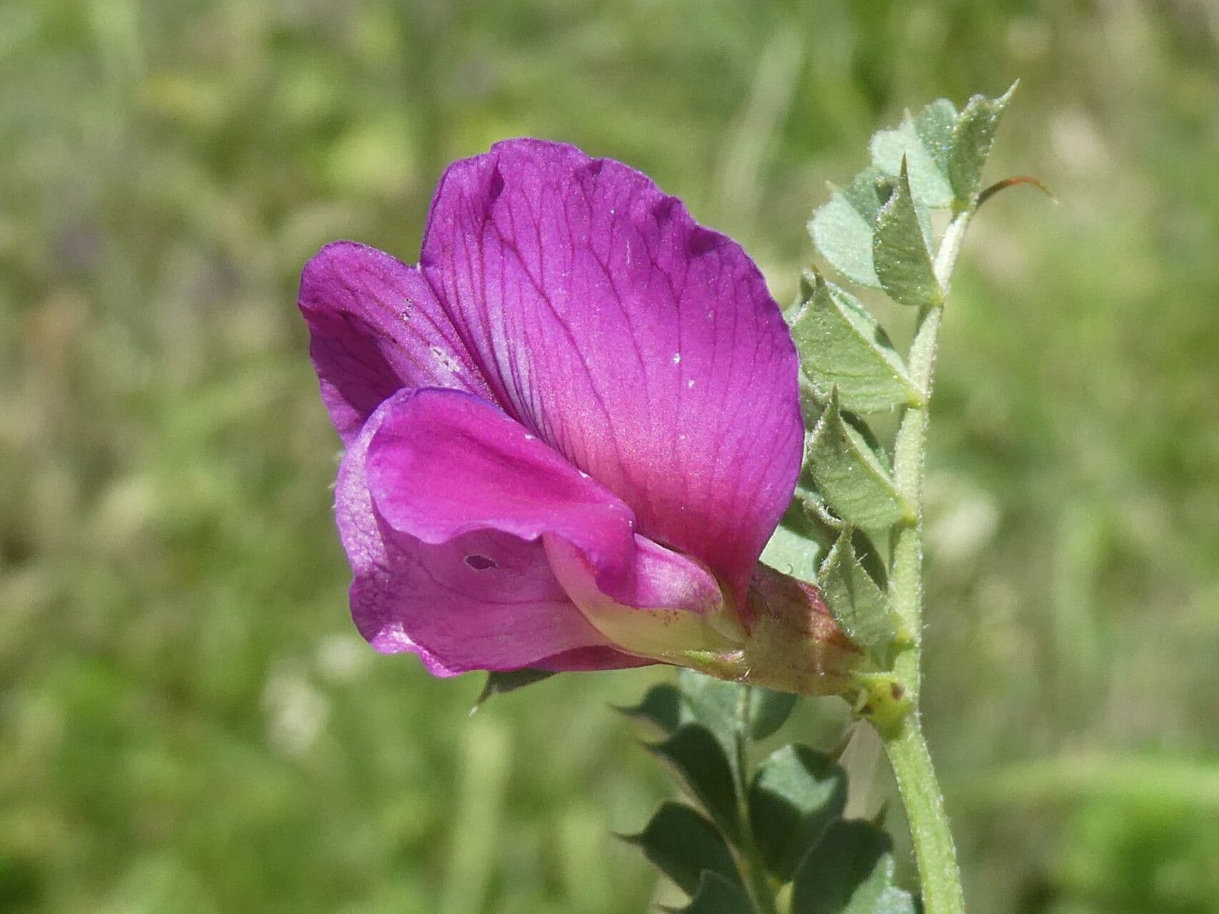 Vicia pyrenaica