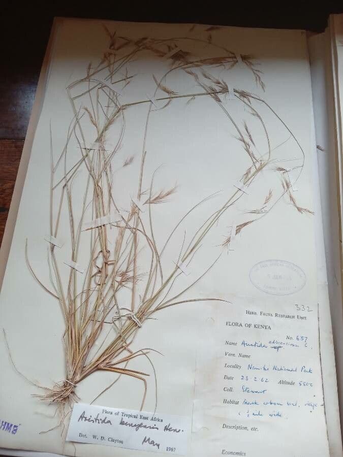 Aristida adscensionis