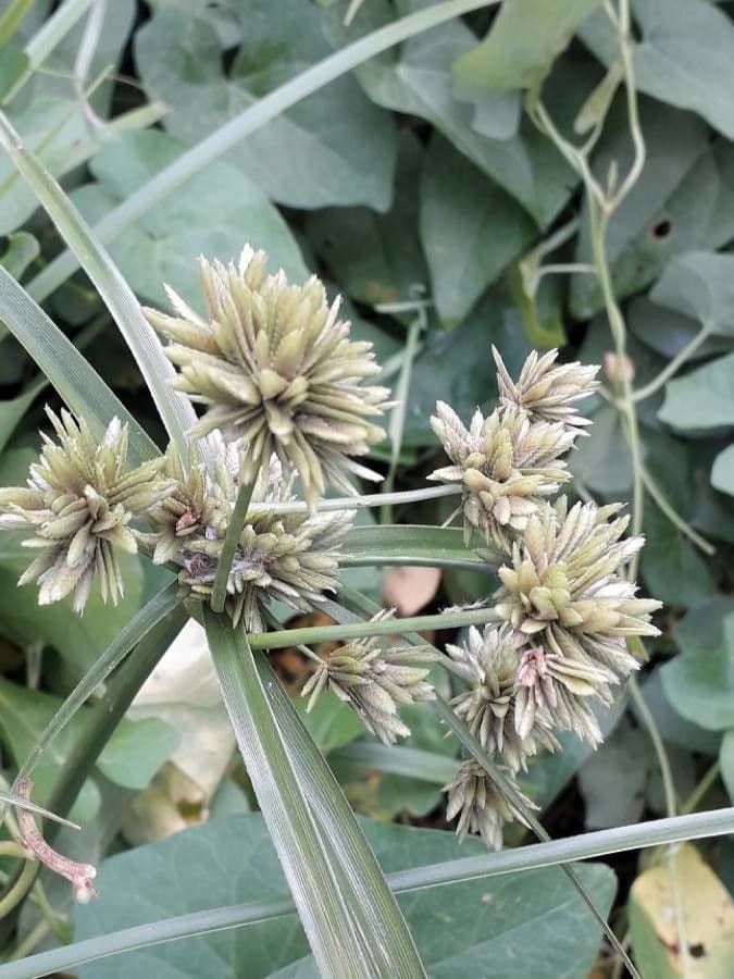 Cyperus eragrostis