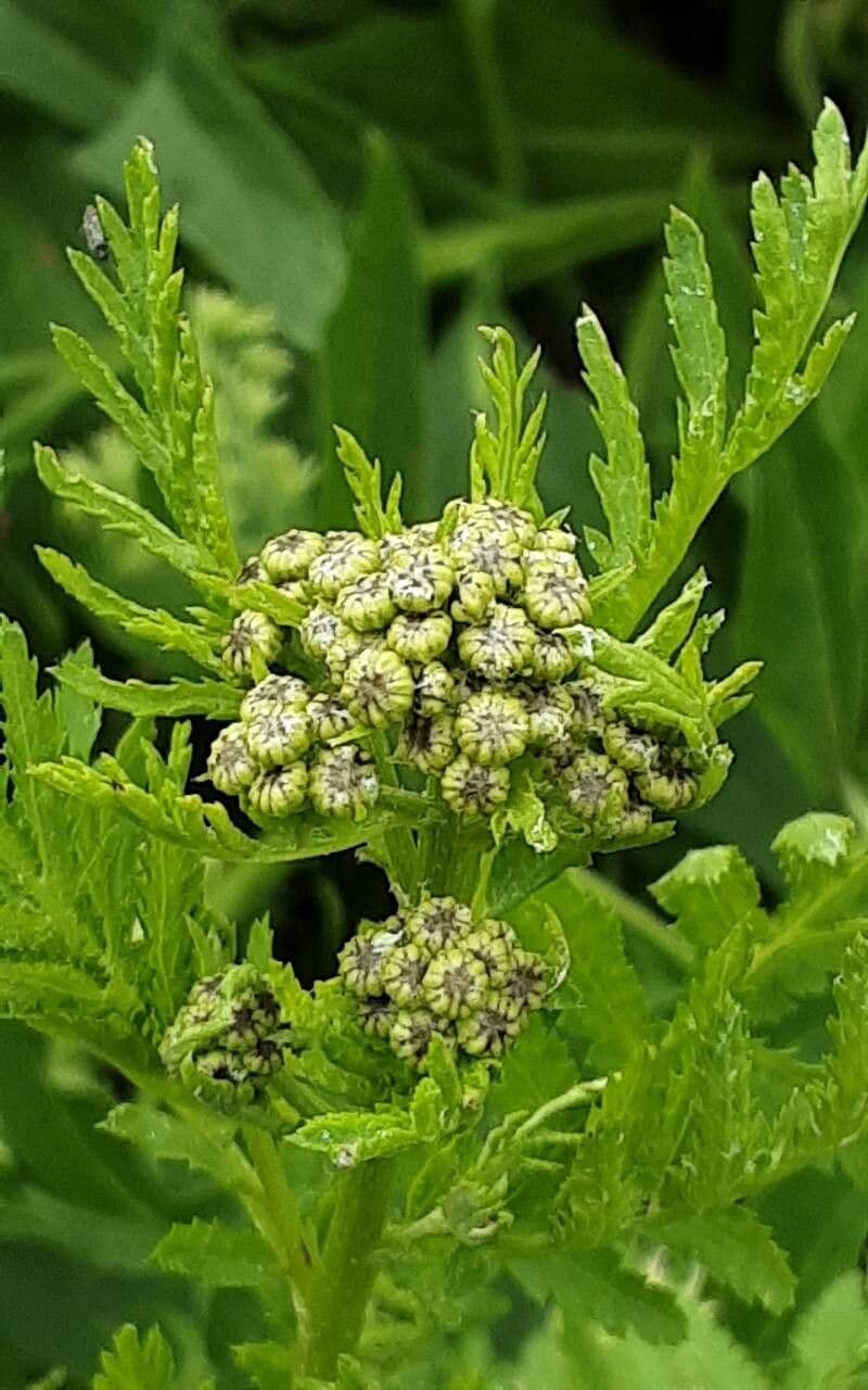 Tanacetum macrophyllum
