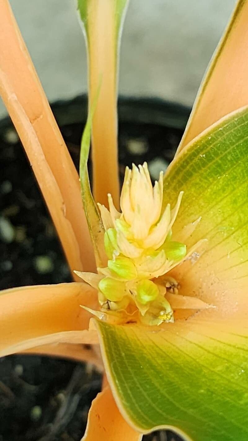 Chlorophytum orchidastrum