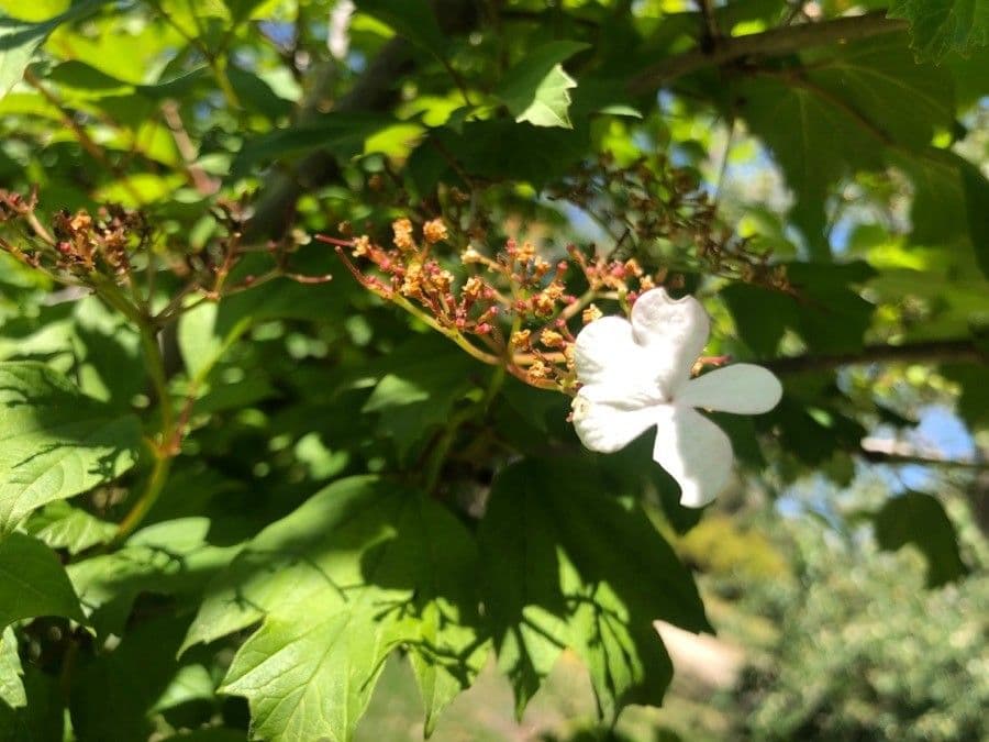 Viburnum acerifolium