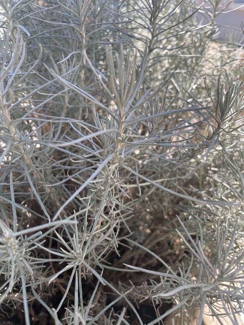 Artemisia filifolia