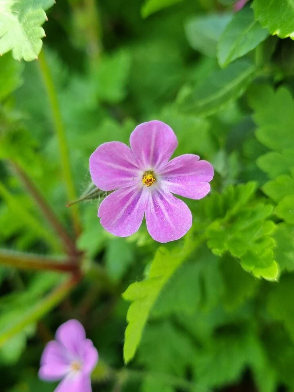 Geranium purpureum