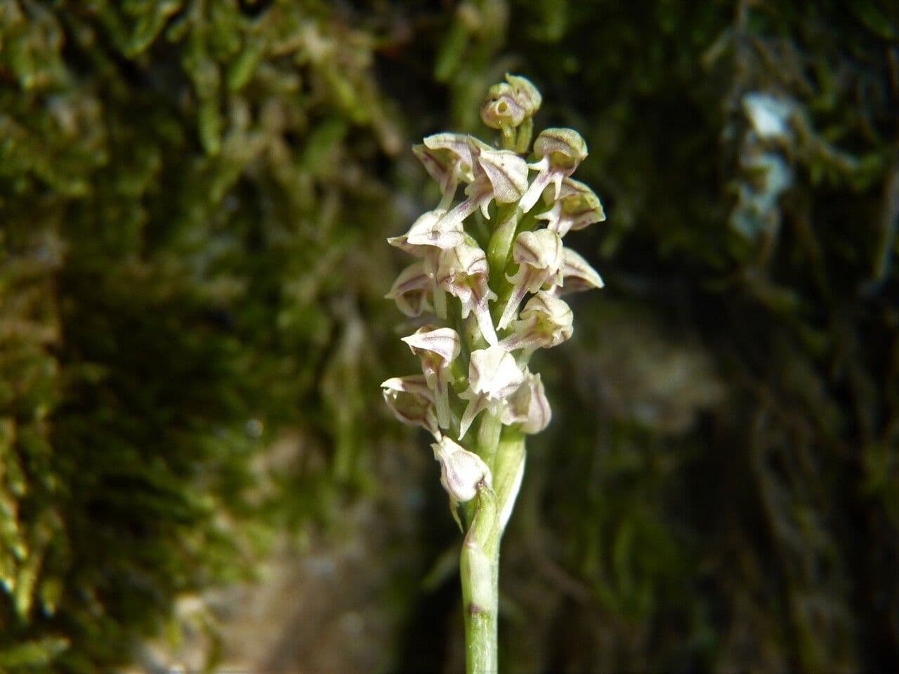 Neotinea maculata