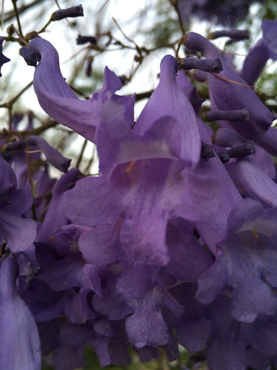 Jacaranda mimosifolia