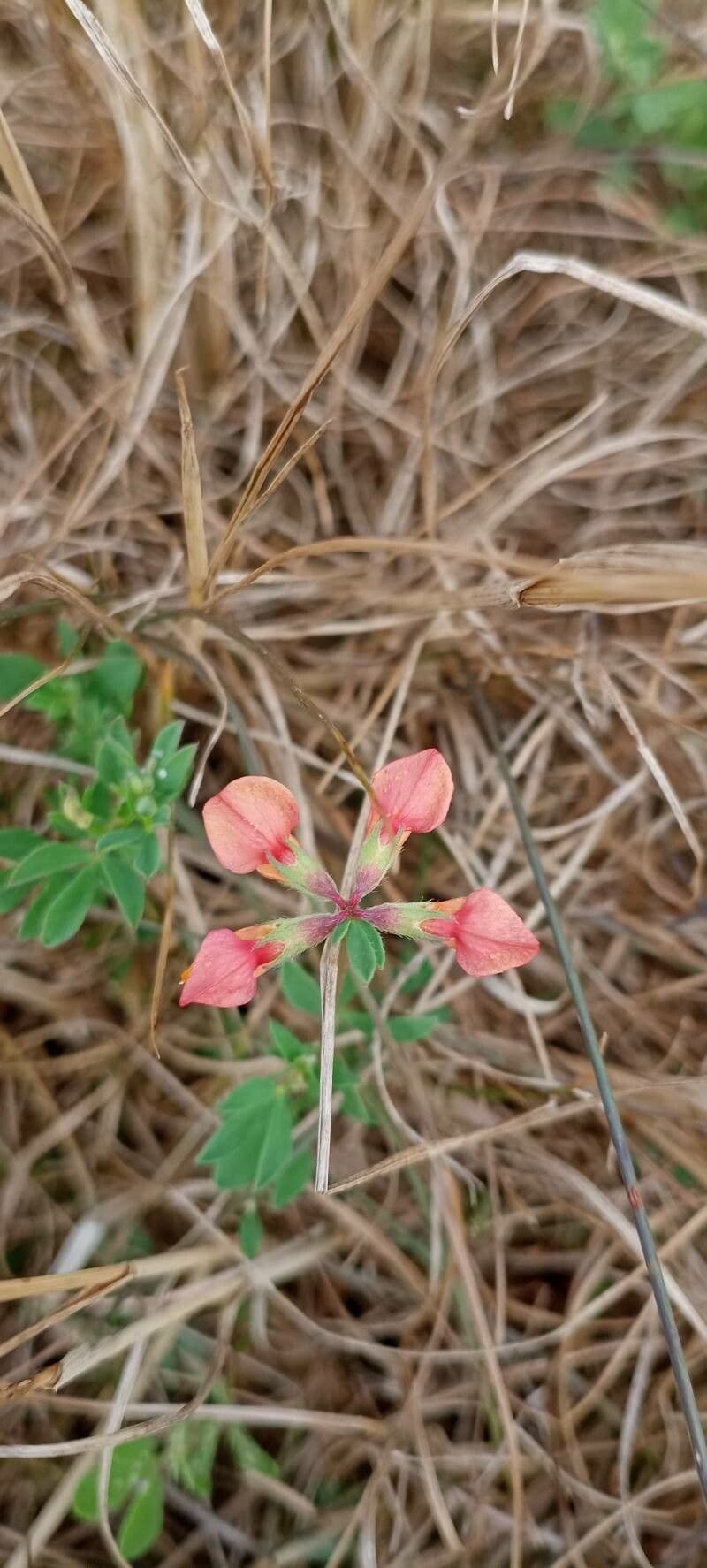 Indigofera miniata