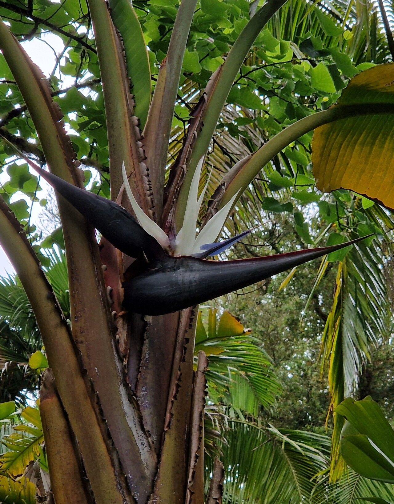 Strelitzia nicolai