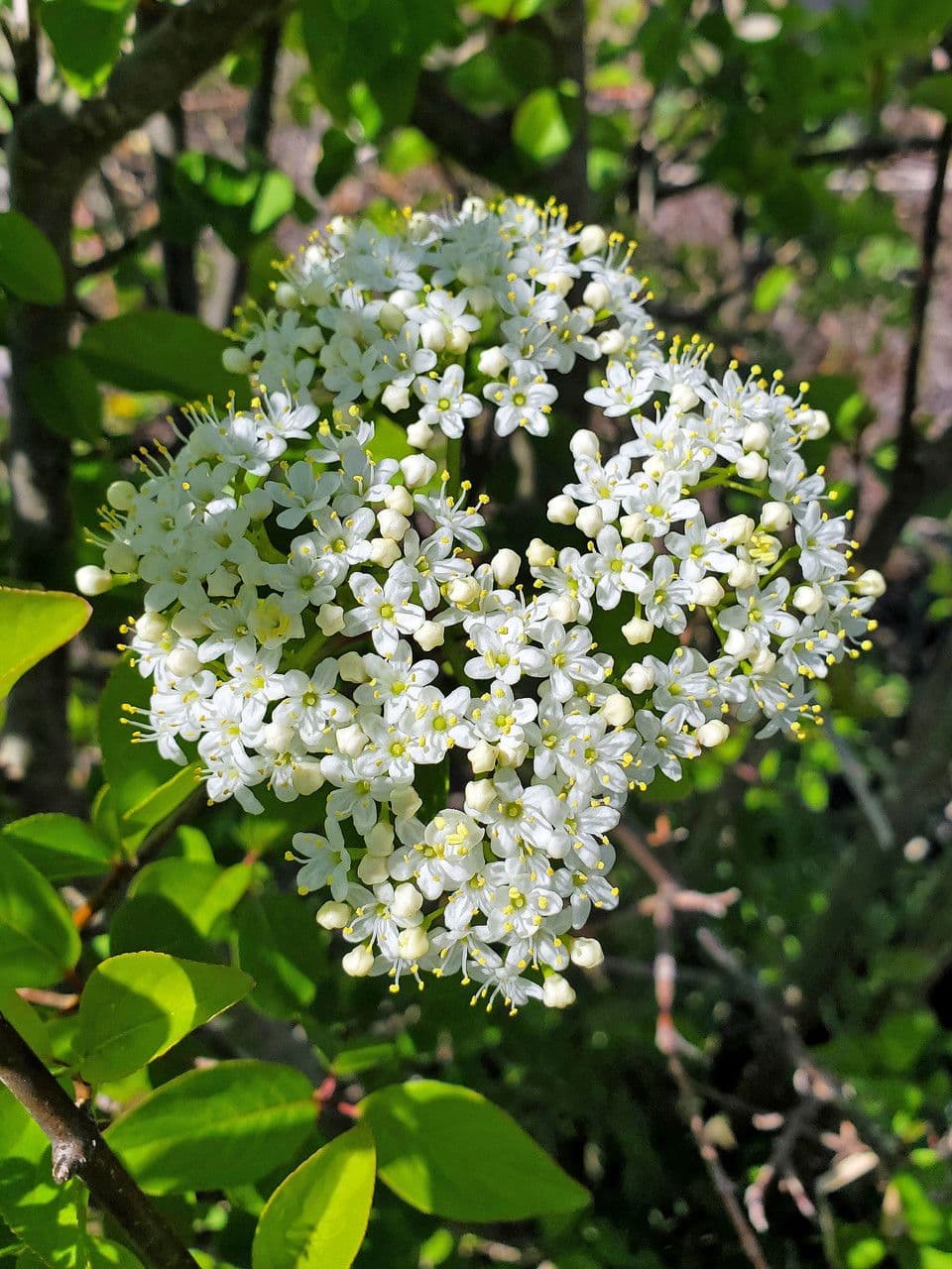 Viburnum rufidulum