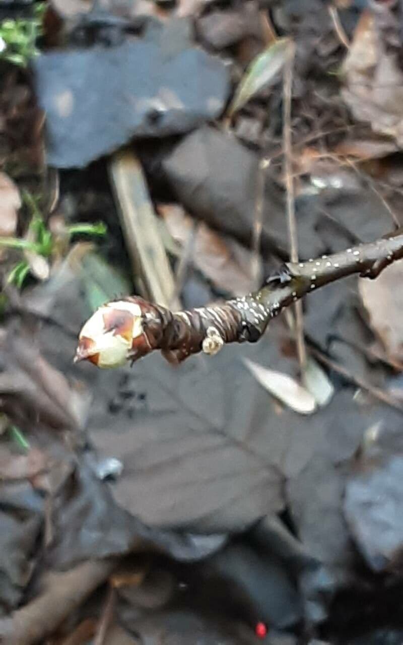 Pyrus pyrifolia