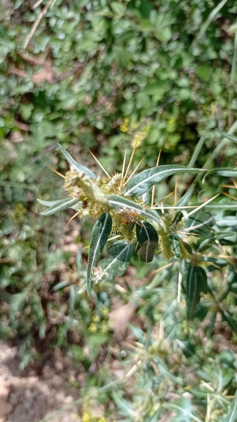 Xanthium spinosum