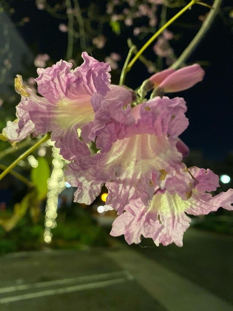 Tabebuia rosea