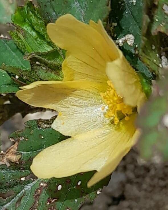 Sida acuta