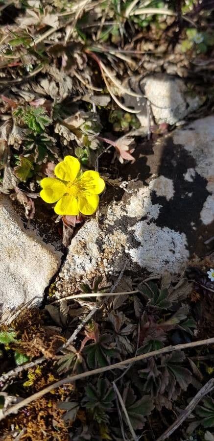 Potentilla pedata