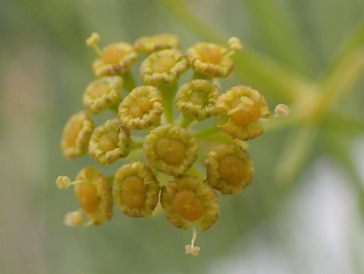 Bupleurum petraeum