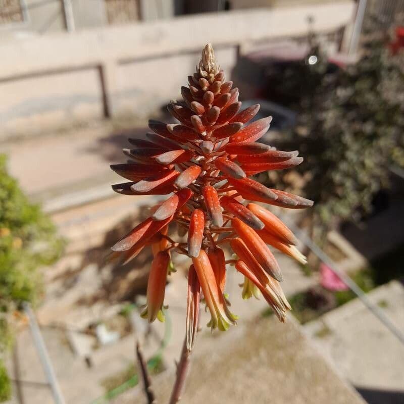 Aloe perfoliata