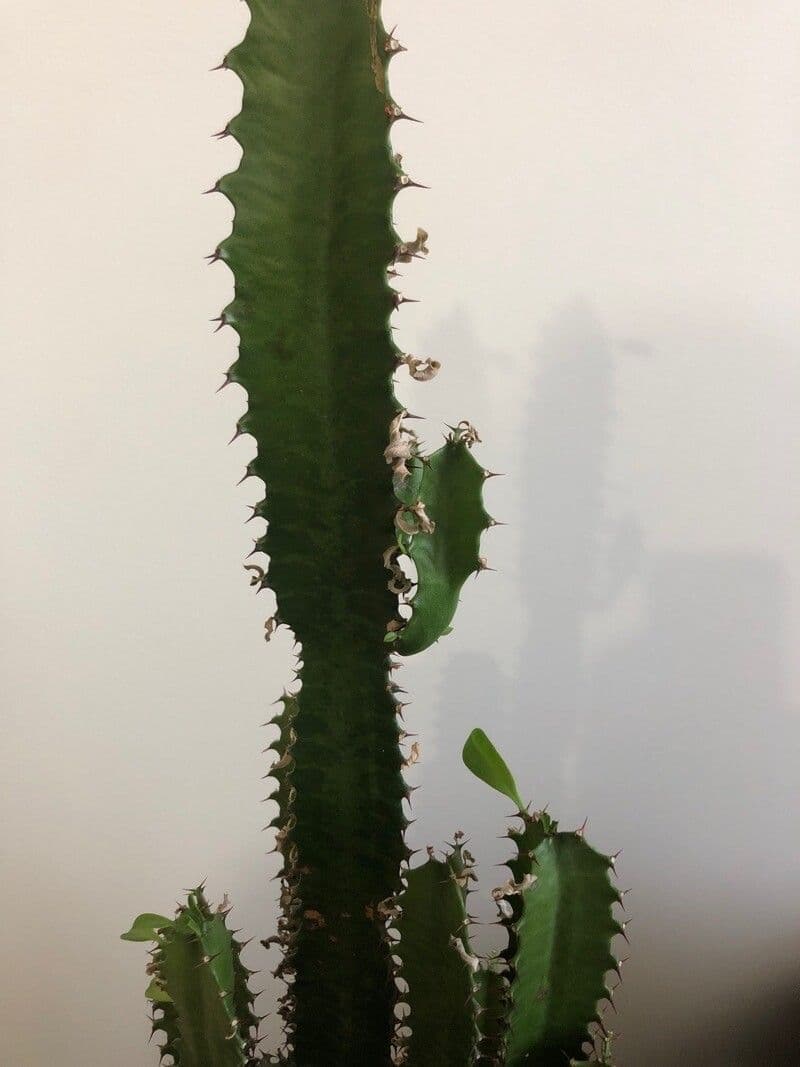 Euphorbia trigona