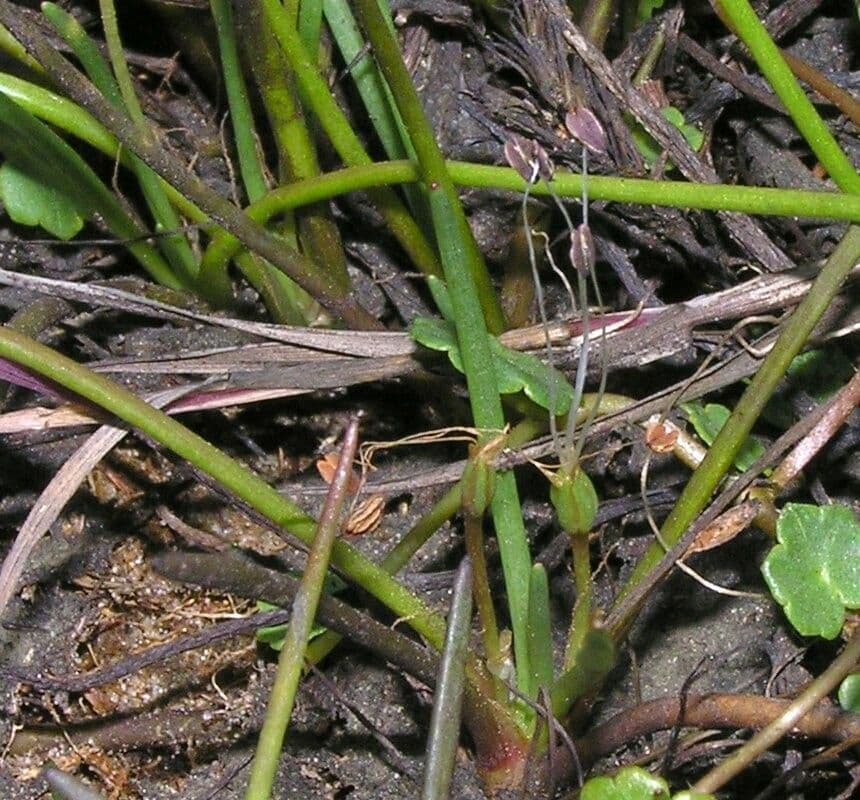 Littorella uniflora