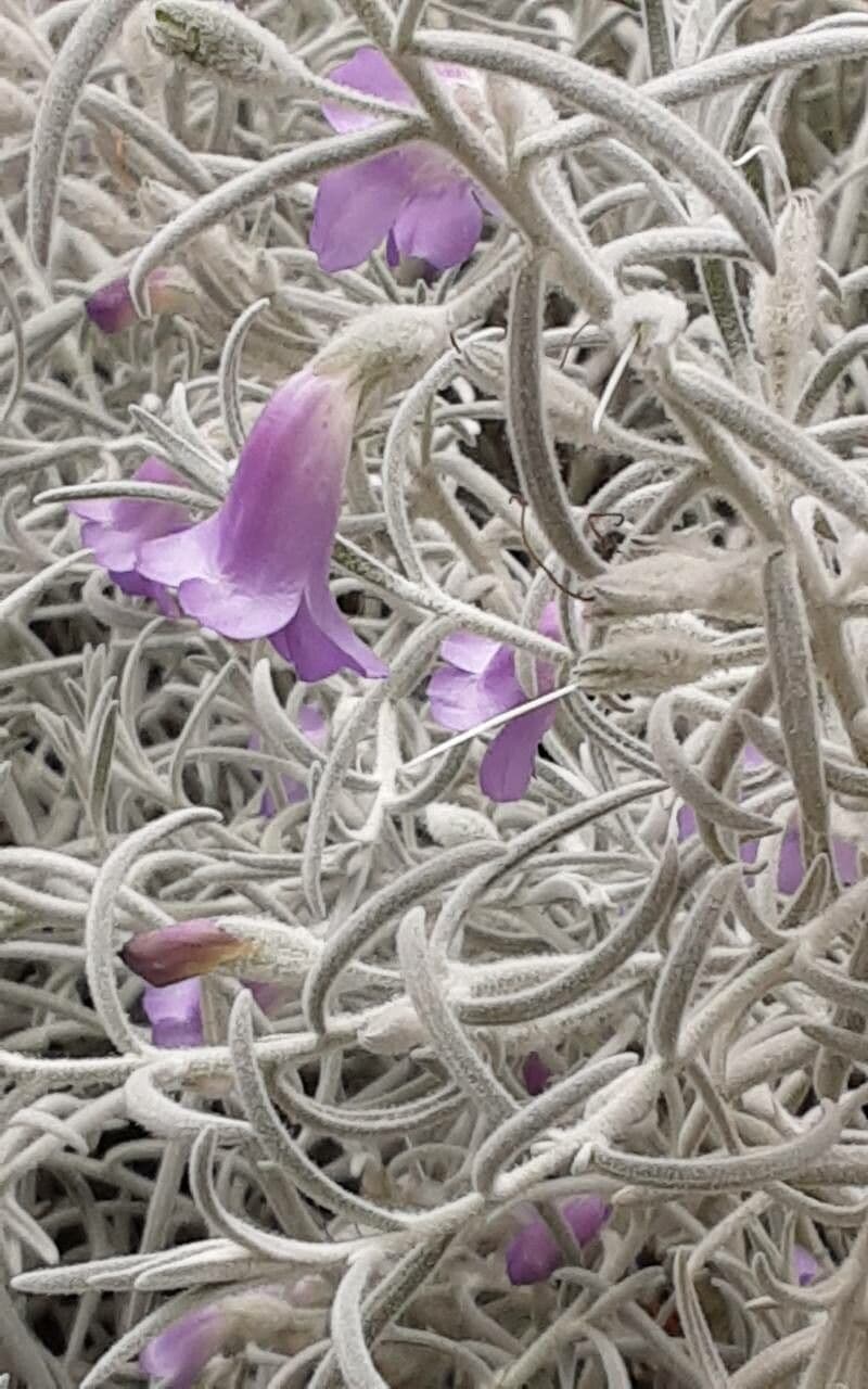 Eremophila nivea