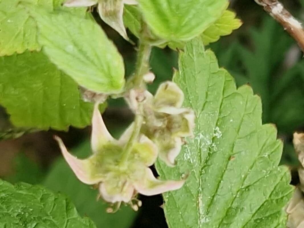 Rubus idaeus