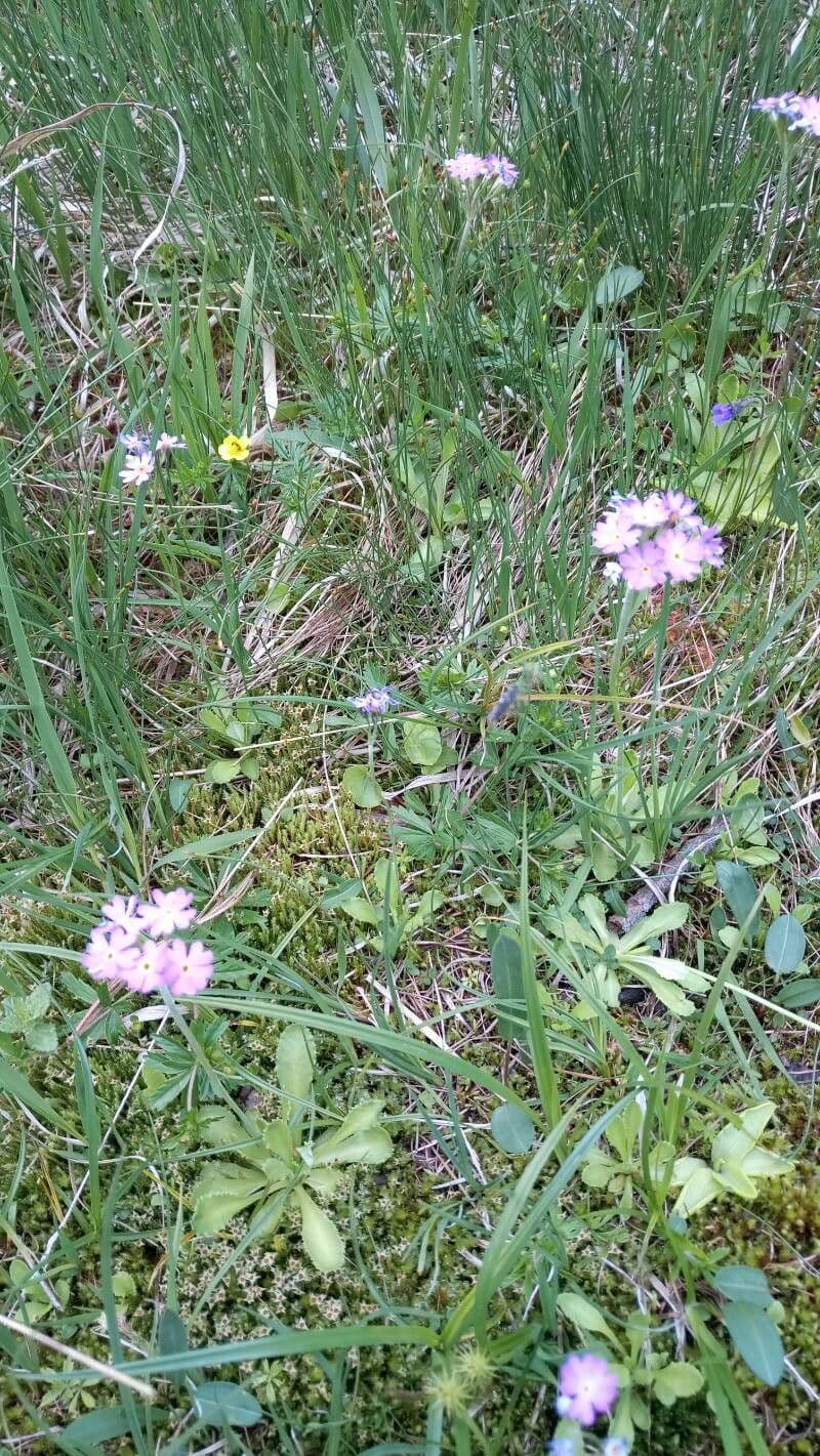 Primula farinosa