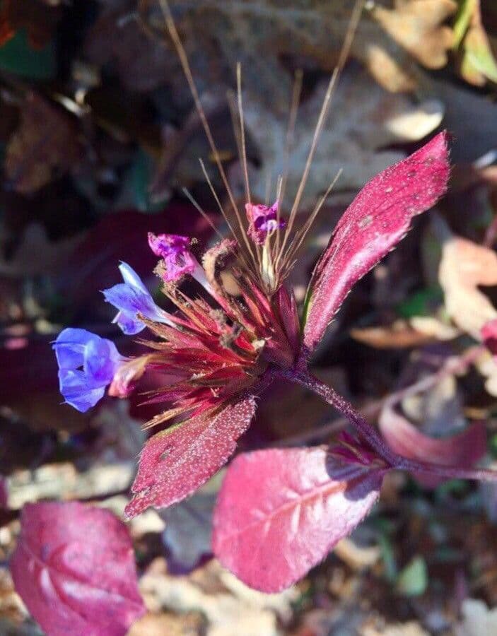 Ceratostigma plumbaginoides