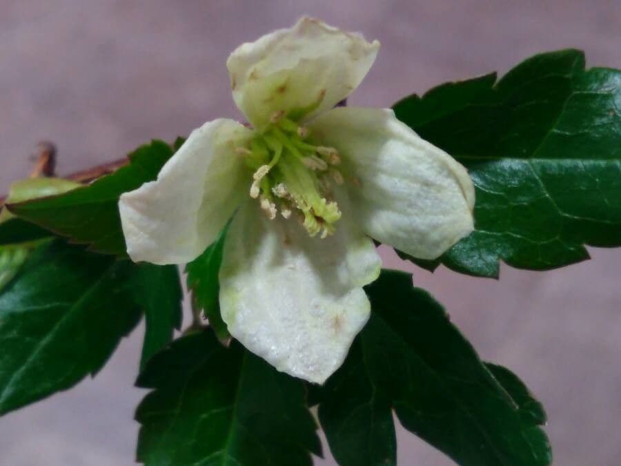 Clematis cirrhosa