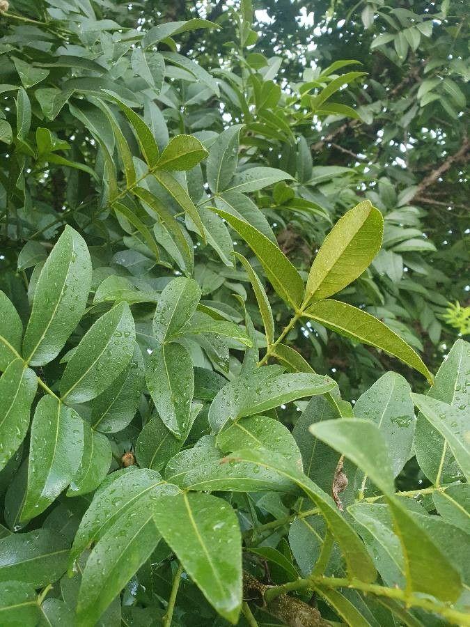 Zanthoxylum chalybeum