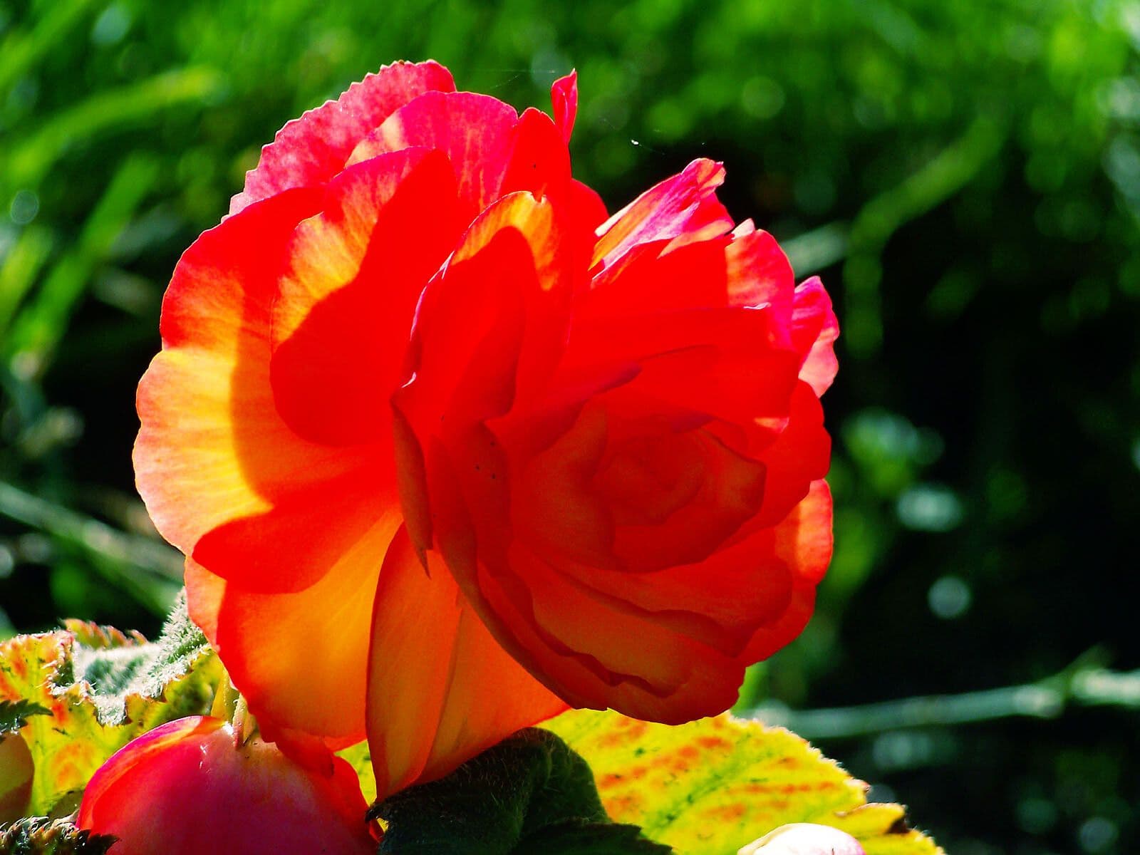 Begonia tuberhybrida