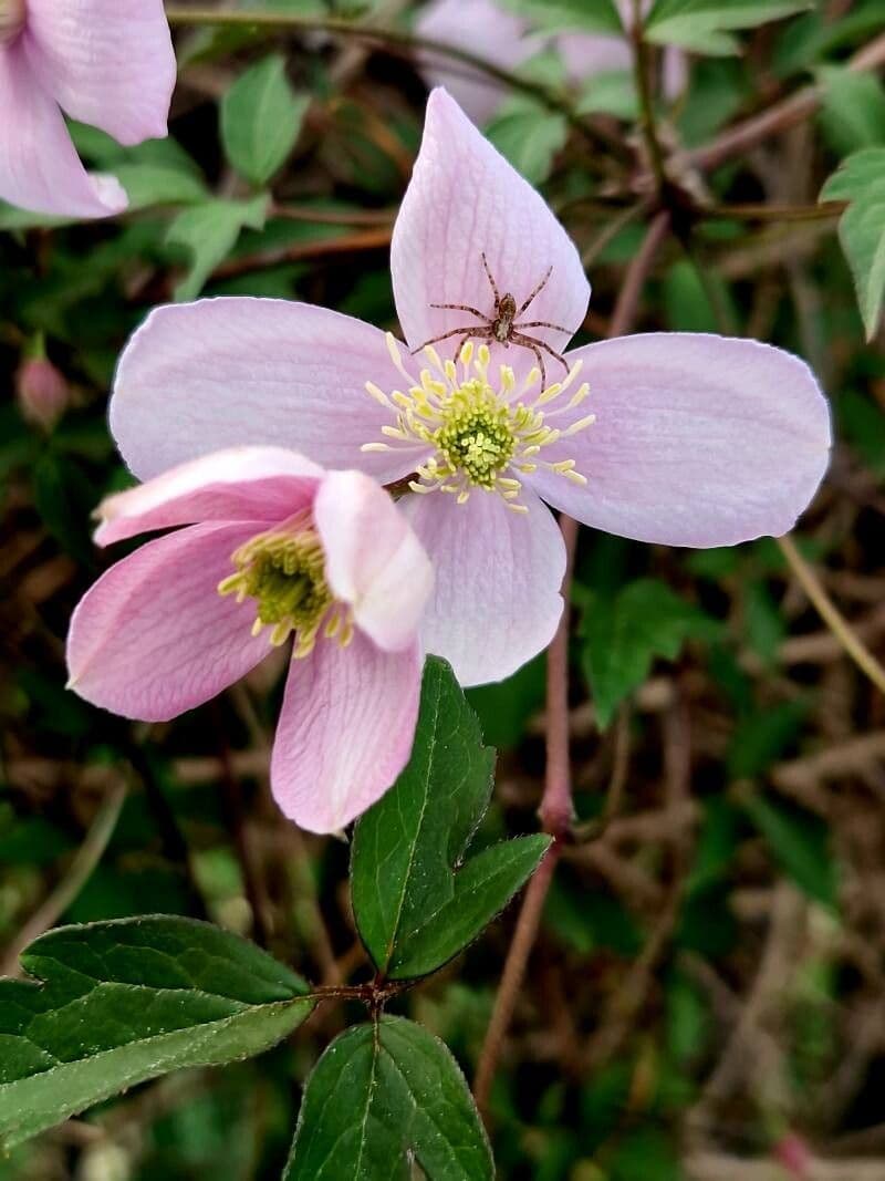 Clematis montana