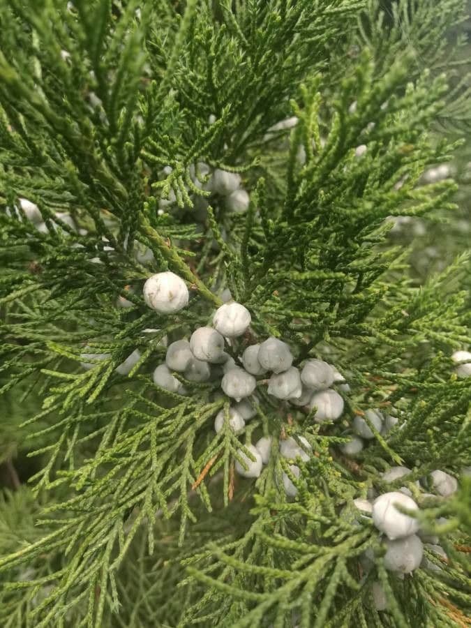 Juniperus chinensis