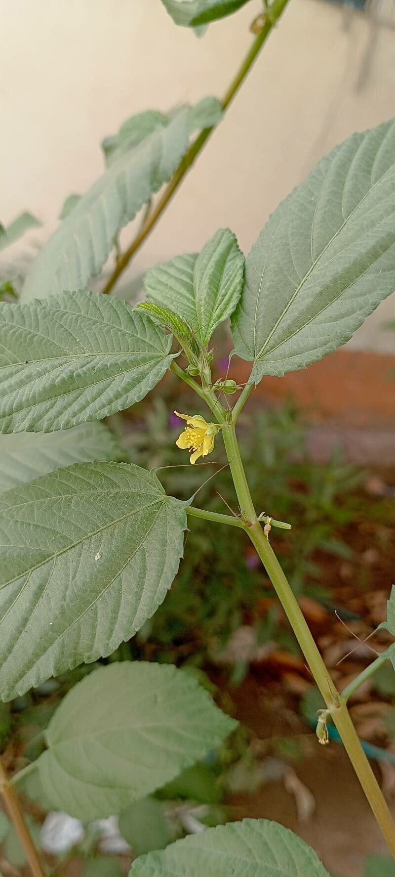 Corchorus olitorius