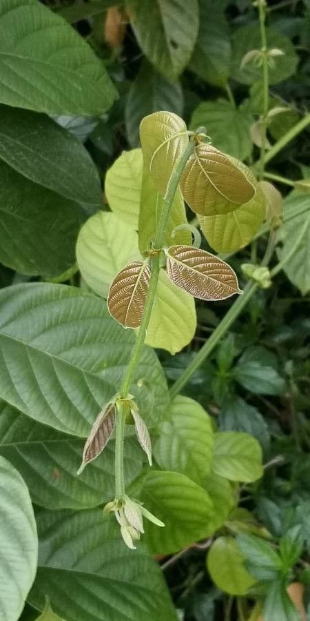 Uncaria macrophylla