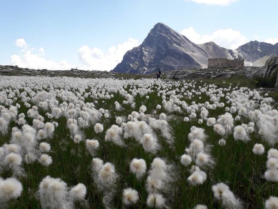 Eriophorum scheuchzeri