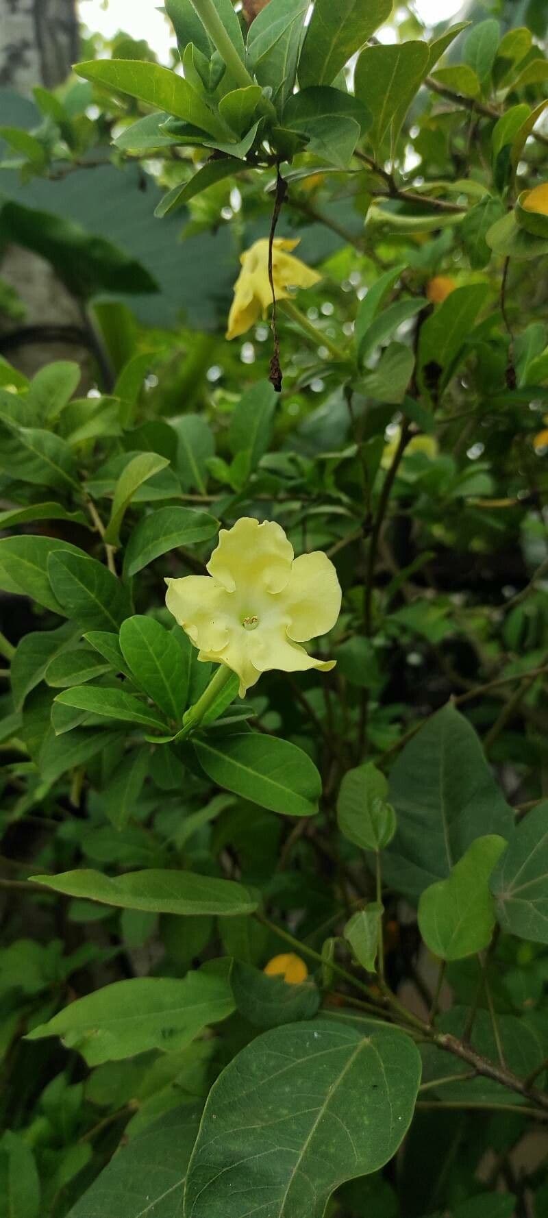 Brunfelsia americana