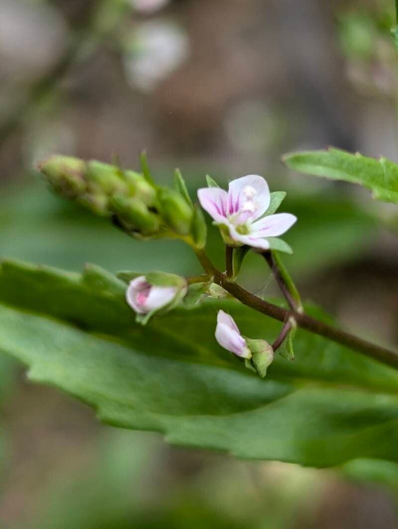 Veronica catenata