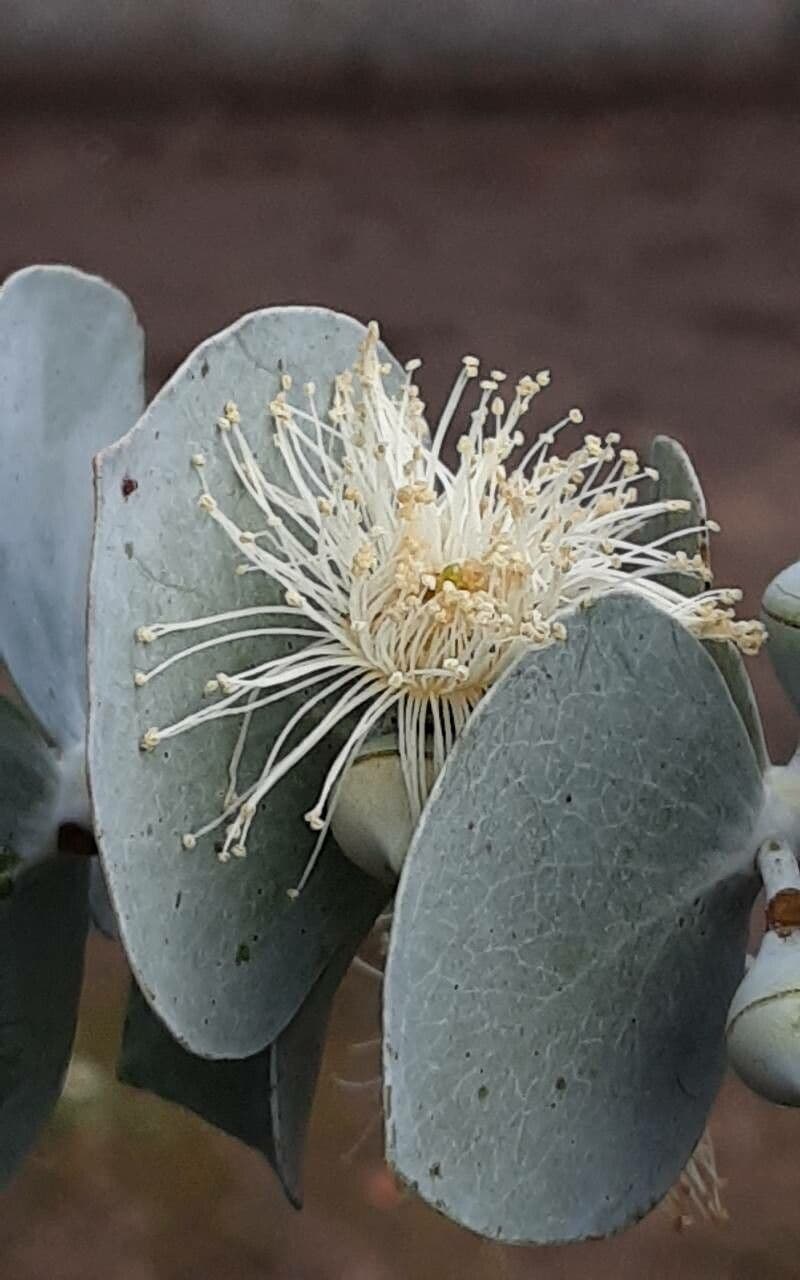 Eucalyptus pulverulenta