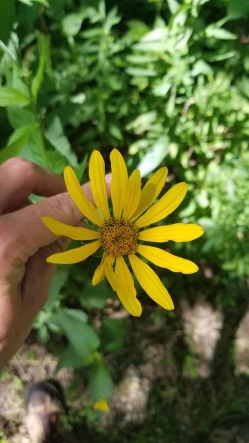 Silphium asteriscus