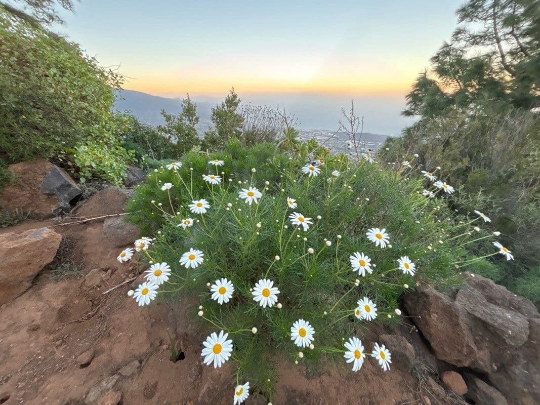 Argyranthemum foeniculaceum