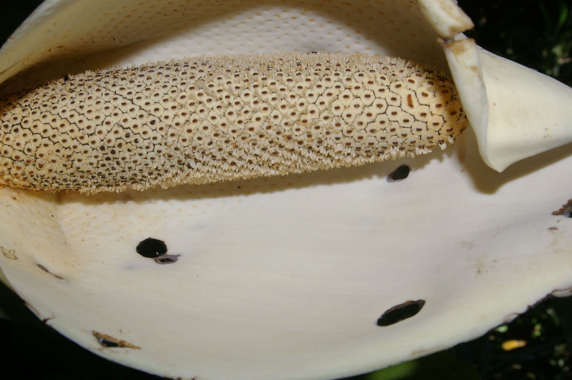 Monstera standleyana