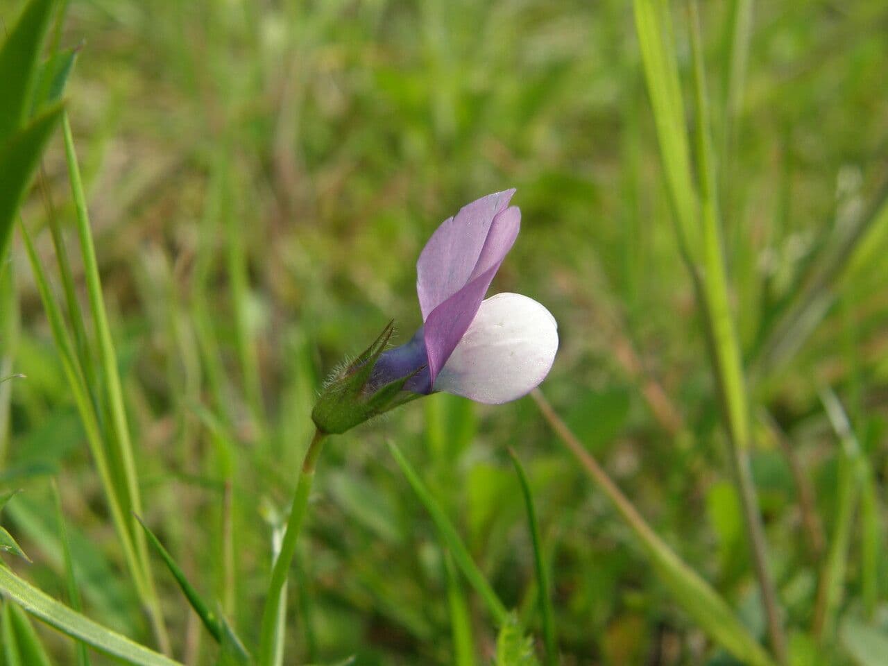 Vicia bithynica