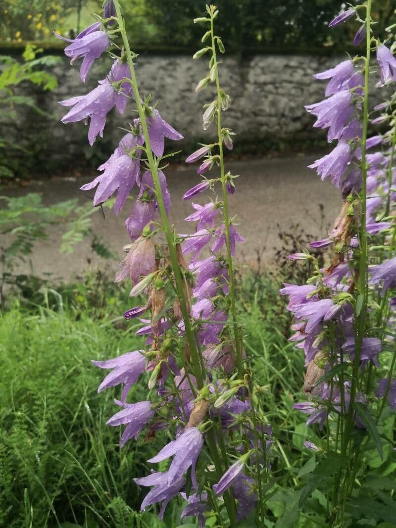 Campanula rapunculoides