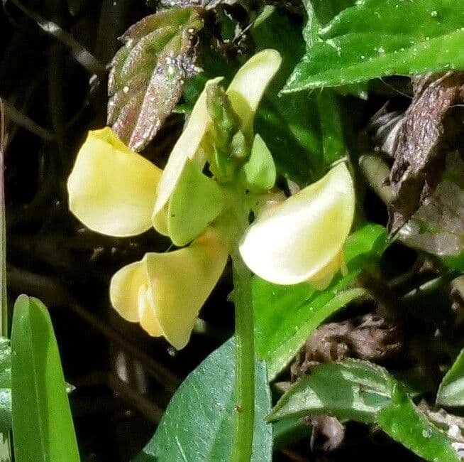 Vigna luteola