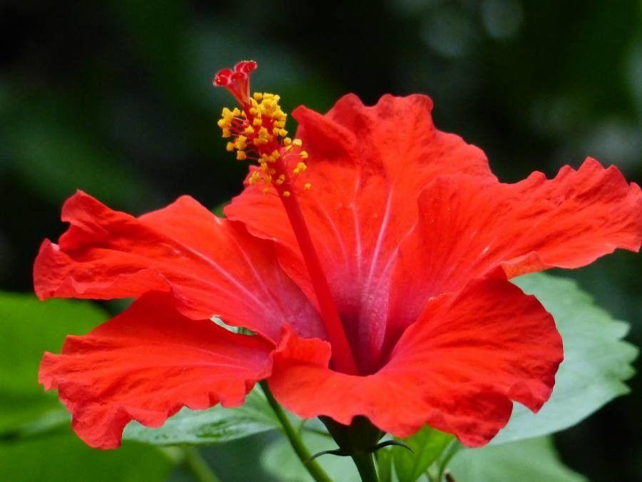 Hibiscus rosa-sinensis