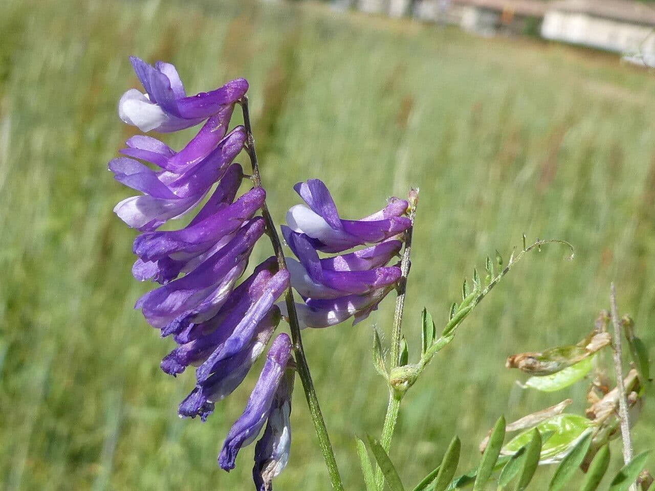 Vicia tenuifolia