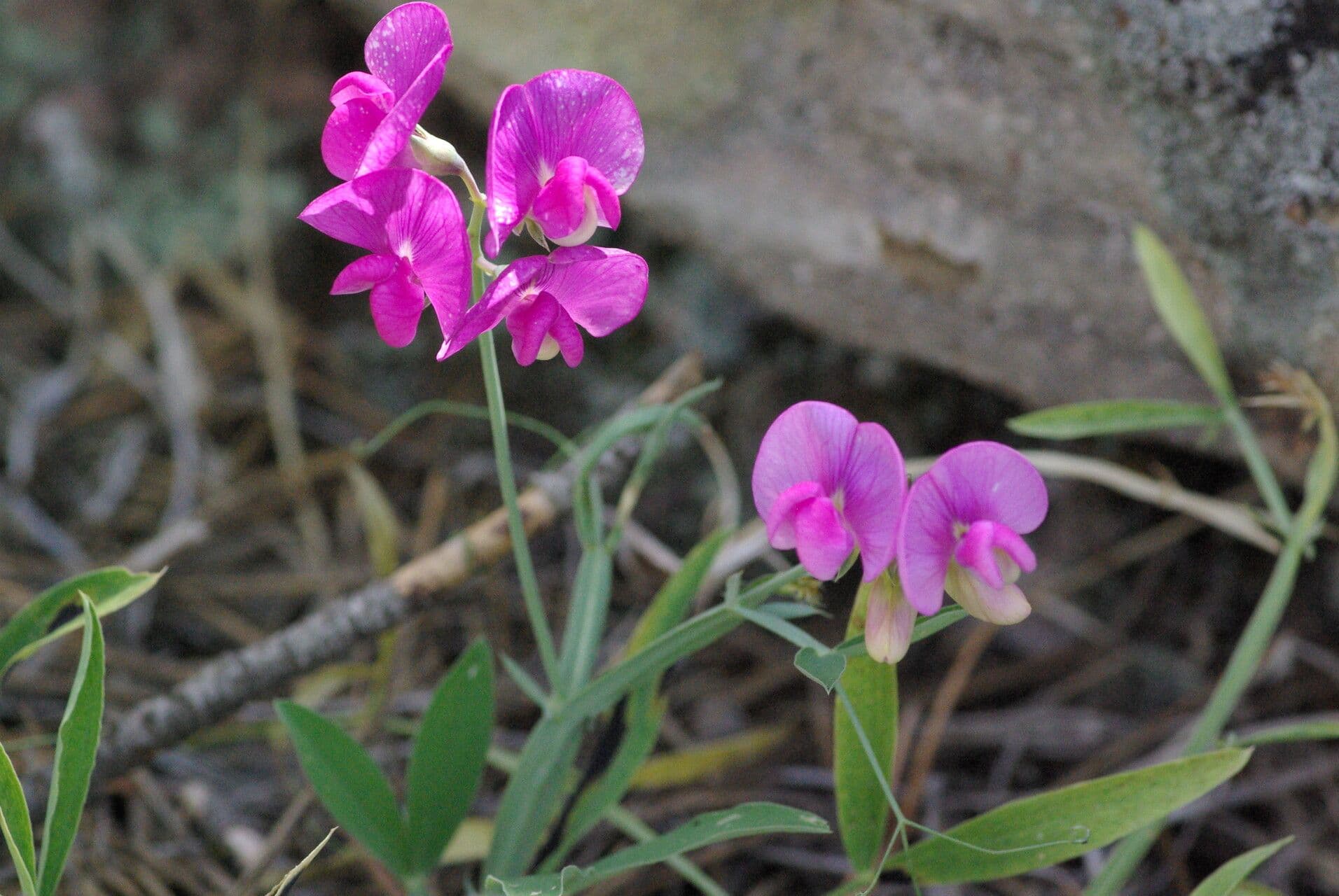 Lathyrus latifolius