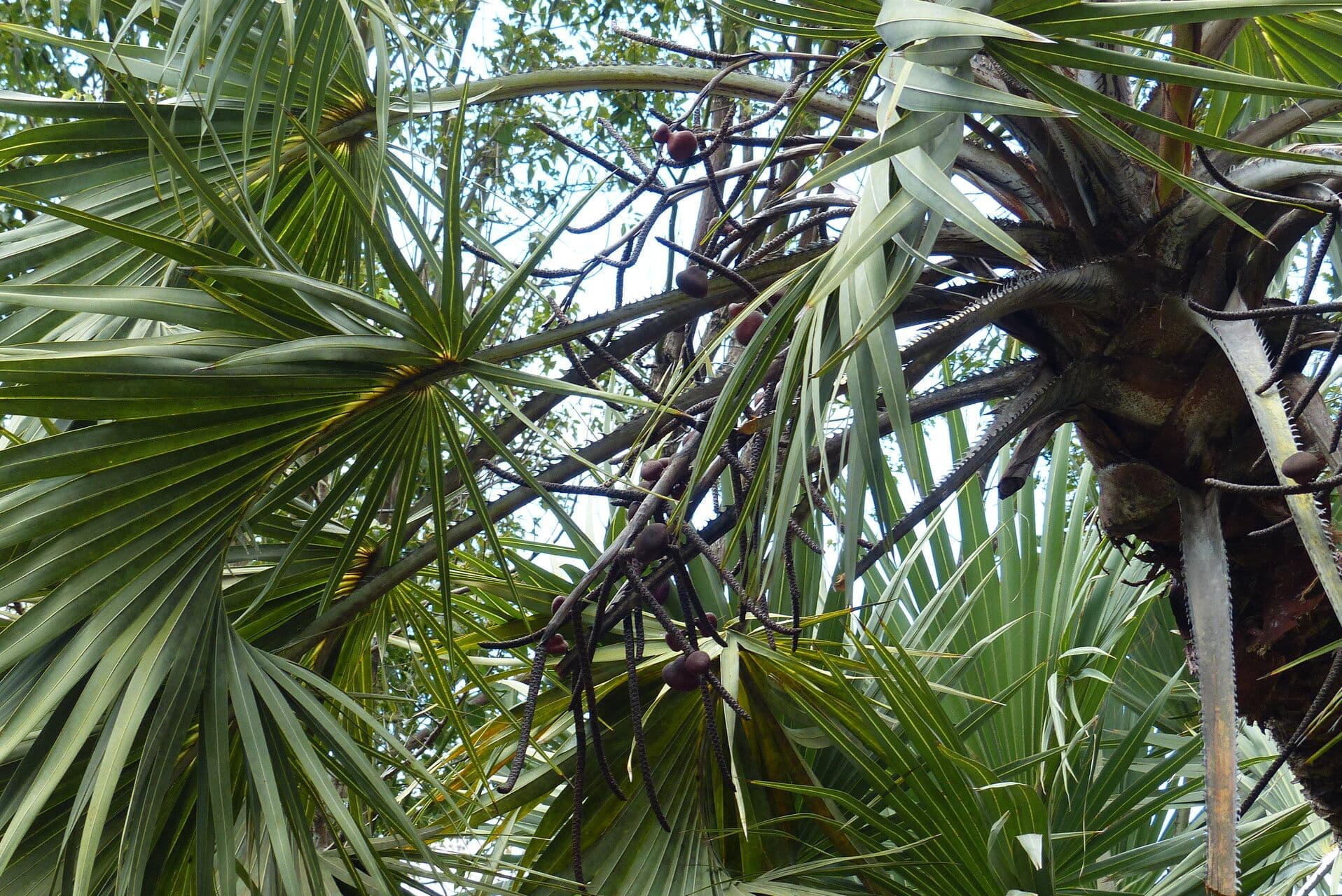 Hyphaene coriacea