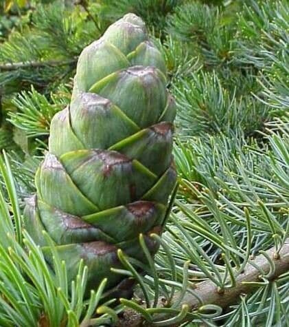 Pinus strobus