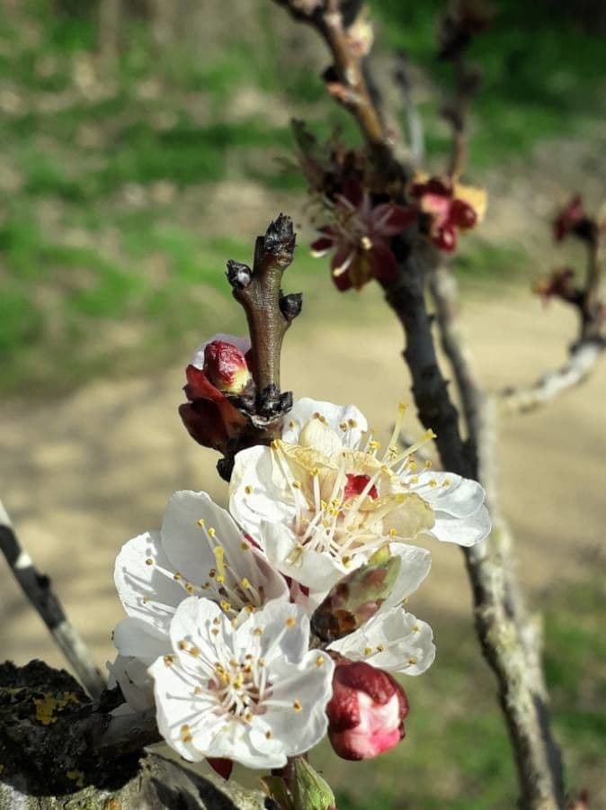 Prunus armeniaca